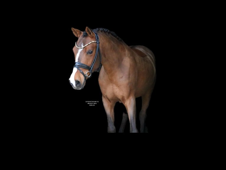 German Riding Pony Gelding 6 years 13,2 hh Brown in Recke, bei Osnabrück