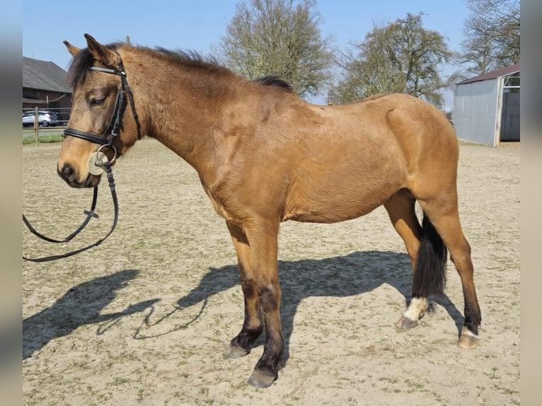 German Riding Pony Gelding 6 years 13,2 hh Dun in Straelen
