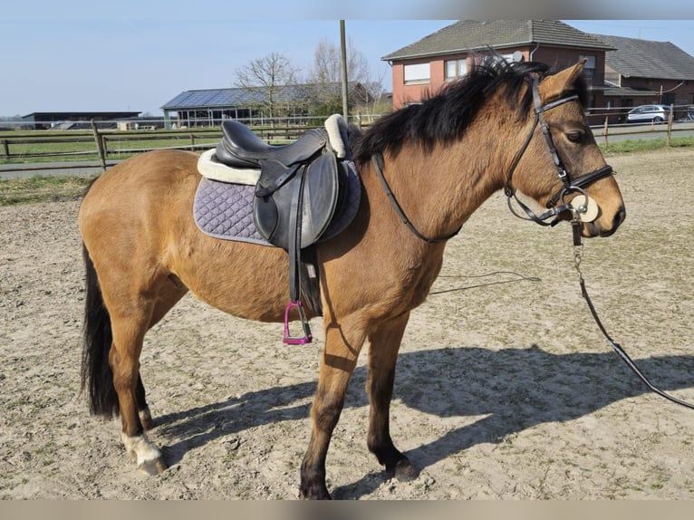 German Riding Pony Gelding 6 years 13,2 hh Dun in Straelen