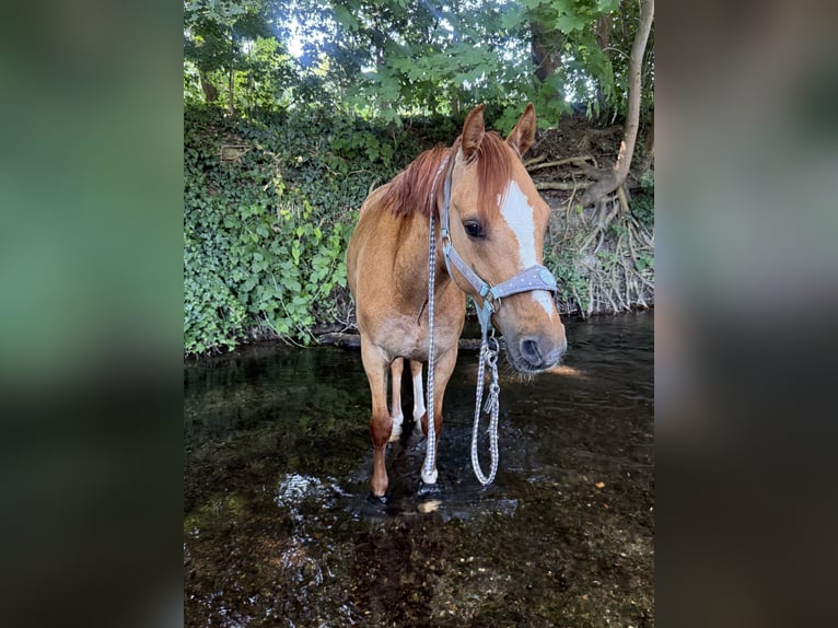 German Riding Pony Gelding 6 years 13,2 hh Red Dun in Hedersleben