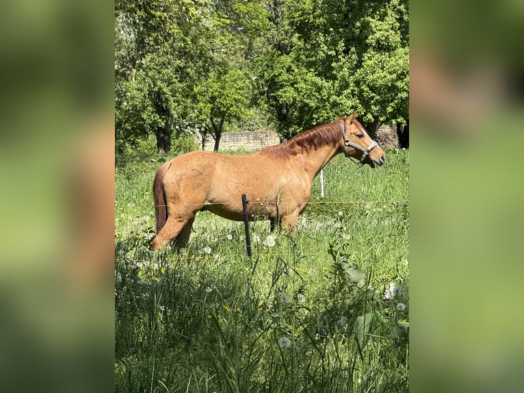 German Riding Pony Gelding 6 years 13,2 hh Red Dun in Hedersleben