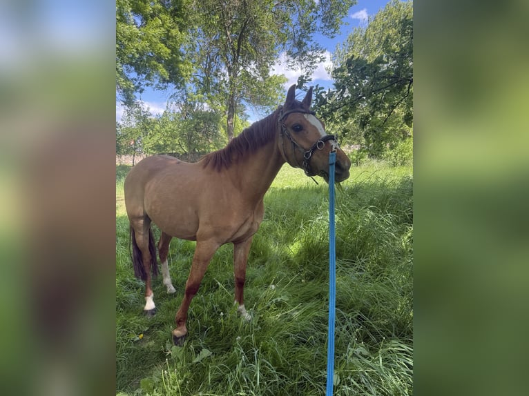 German Riding Pony Gelding 6 years 13,2 hh Red Dun in Hedersleben