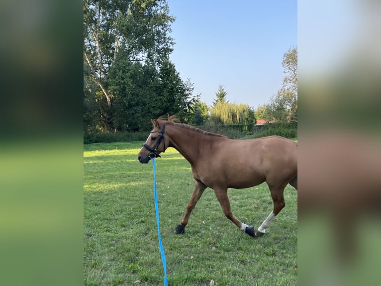 German Riding Pony Gelding 6 years 13,2 hh Red Dun in Hedersleben