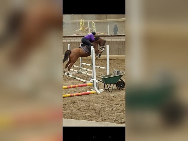 German Riding Pony Gelding 6 years 13,3 hh Chestnut in Reiskirchen