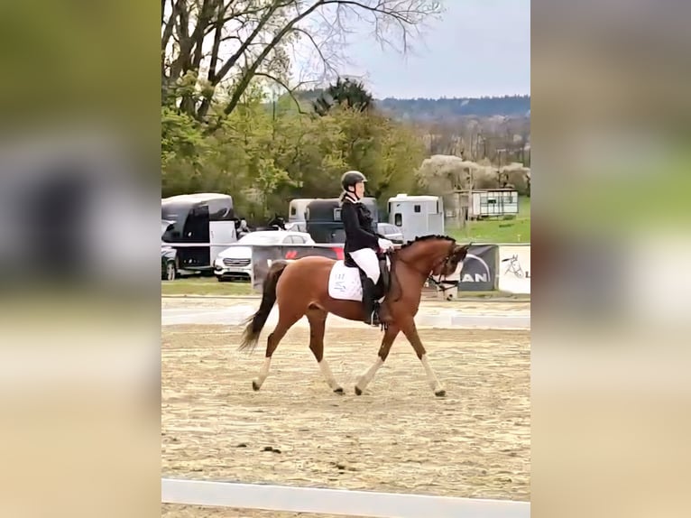 German Riding Pony Gelding 6 years 13,3 hh Chestnut in Reiskirchen
