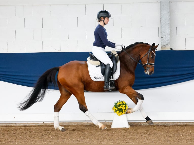 German Riding Pony Gelding 6 years 14,1 hh Brown in Marsberg