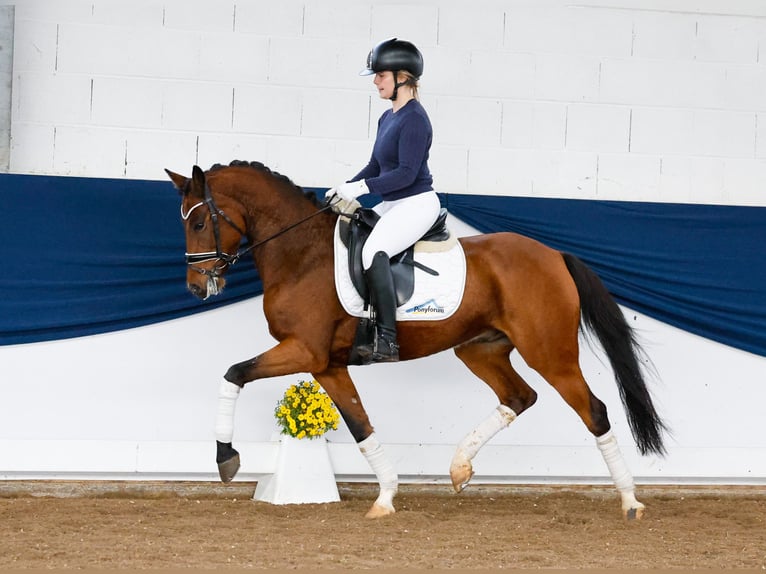 German Riding Pony Gelding 6 years 14,1 hh Brown in Marsberg