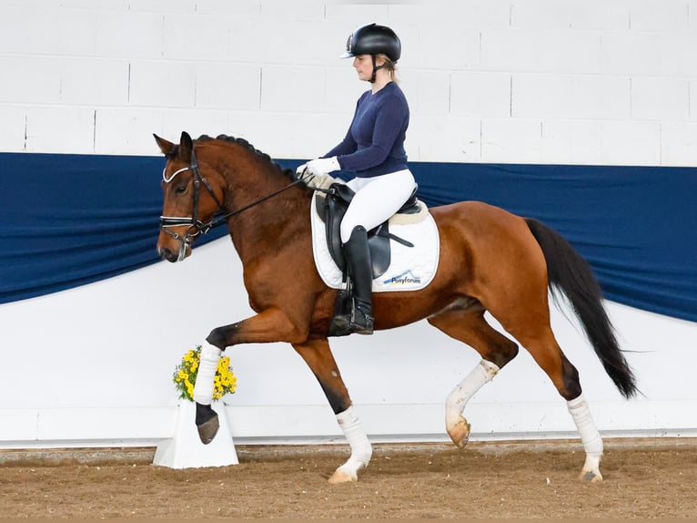 German Riding Pony Gelding 6 years 14,1 hh Brown in Marsberg