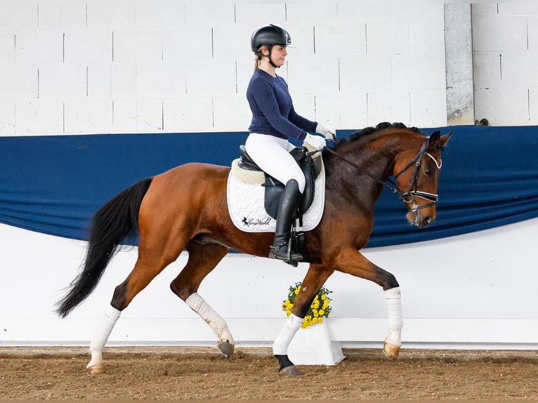 German Riding Pony Gelding 6 years 14,1 hh Brown in Marsberg