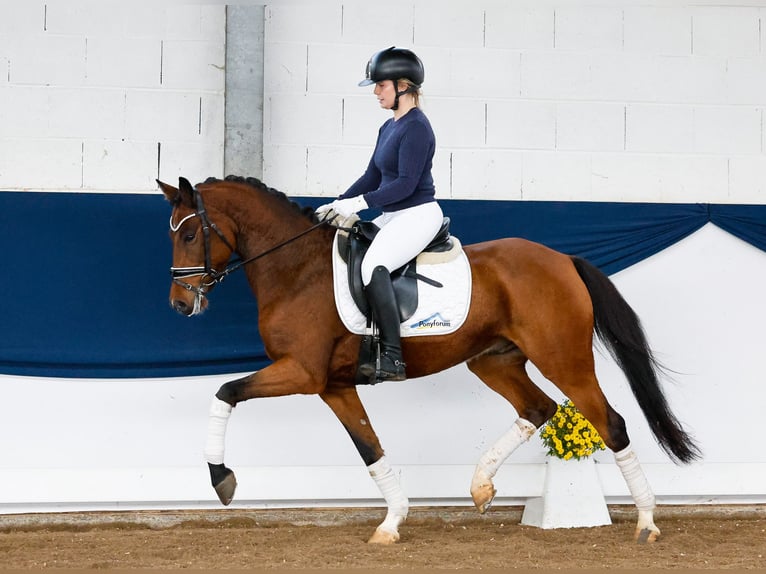 German Riding Pony Gelding 6 years 14,1 hh Brown in Marsberg