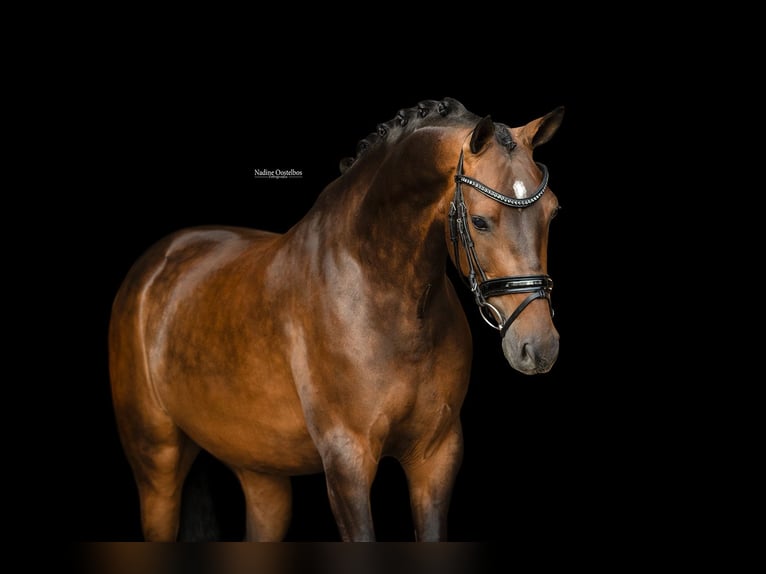 German Riding Pony Gelding 6 years 14.1 hh Brown in Oost West en Middelbeers