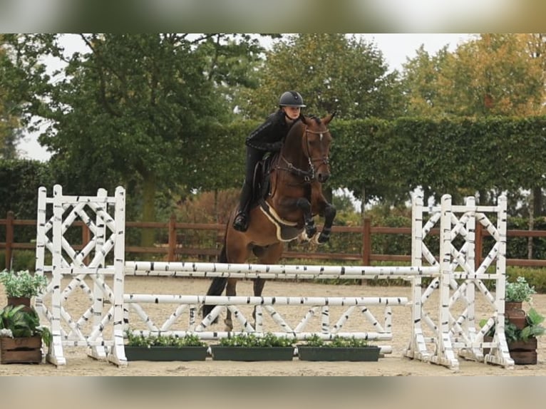 German Riding Pony Gelding 6 years 14.1 hh Brown in Oost West en Middelbeers