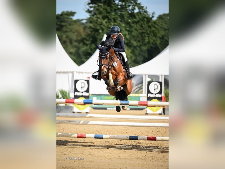 German Riding Pony Gelding 6 years 14.1 hh Brown in Wardenburg
