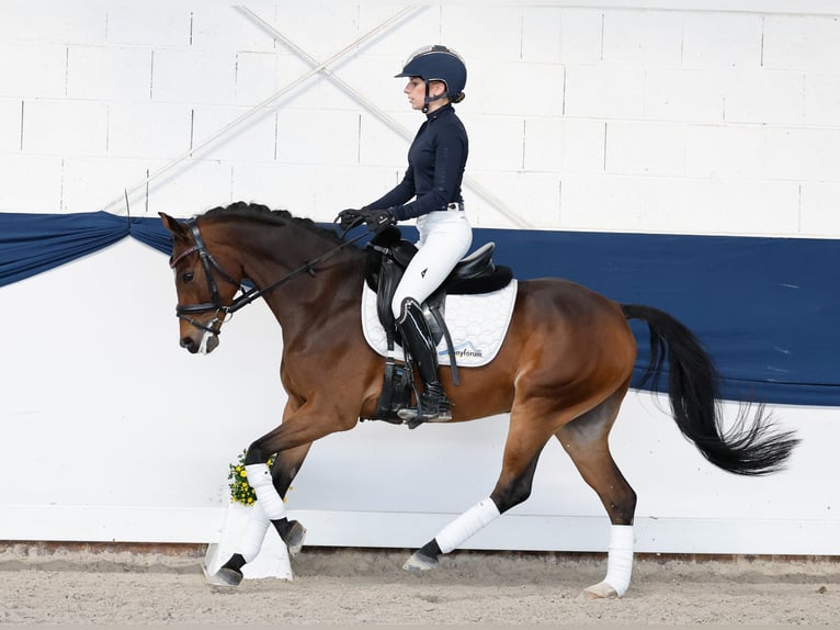 German Riding Pony Gelding 6 years 14.1 hh Brown in Marsberg