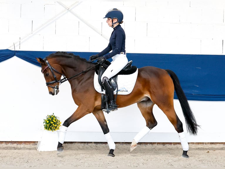 German Riding Pony Gelding 6 years 14.1 hh Brown in Marsberg