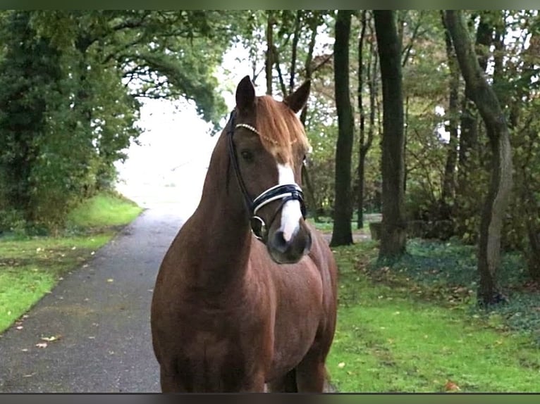 German Riding Pony Gelding 6 years 14.1 hh Chestnut in Recke, bei Osnabrück