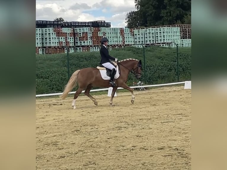 German Riding Pony Mix Gelding 6 years 14.1 hh Chestnut-Red in Warburg