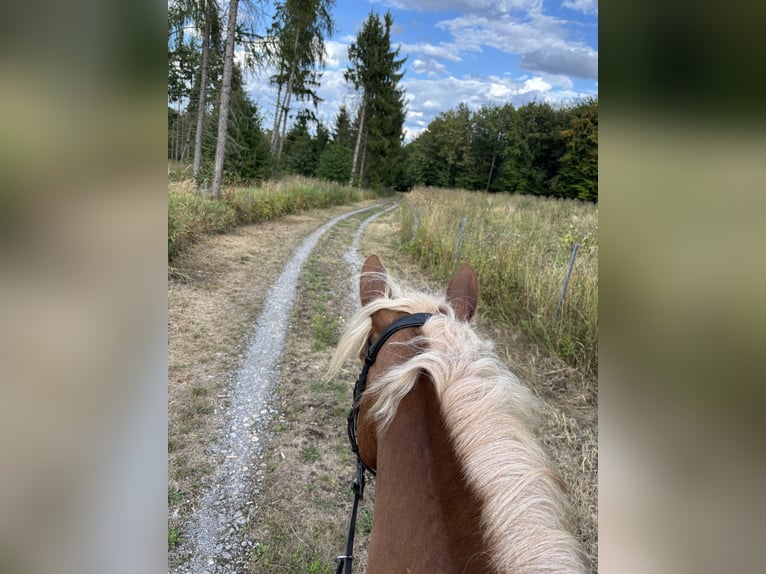 German Riding Pony Mix Gelding 6 years 14.1 hh Chestnut-Red in Warburg