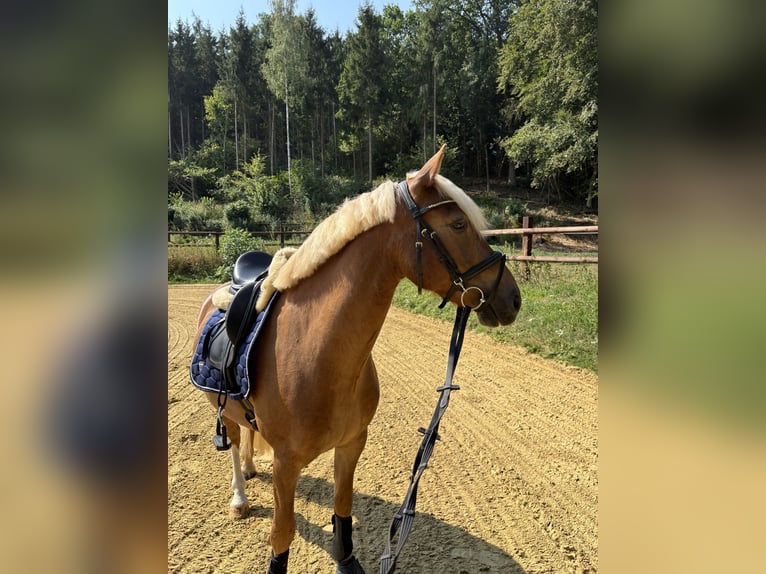 German Riding Pony Mix Gelding 6 years 14.1 hh Chestnut-Red in Warburg