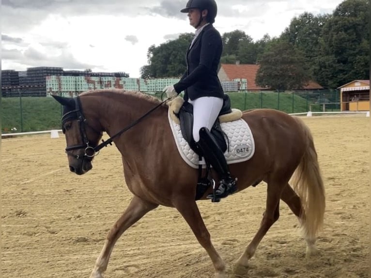 German Riding Pony Mix Gelding 6 years 14.1 hh Chestnut-Red in Warburg