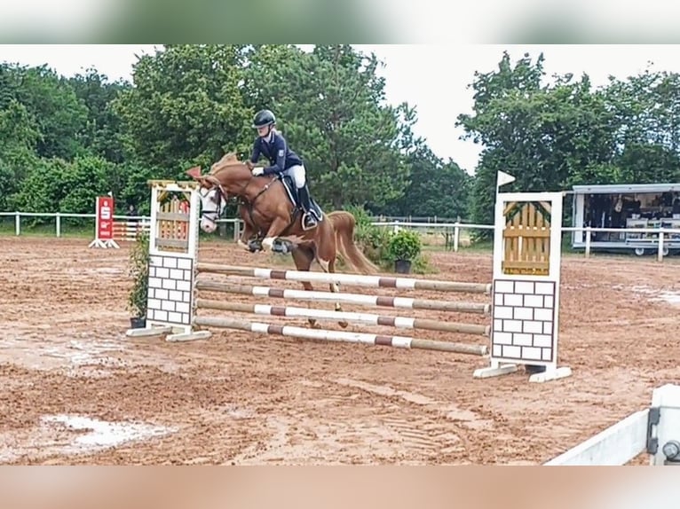 German Riding Pony Gelding 6 years 14,1 hh Chestnut-Red in Perl