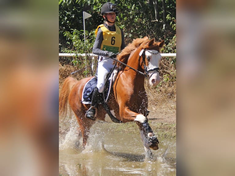 German Riding Pony Gelding 6 years 14,1 hh Chestnut-Red in Perl