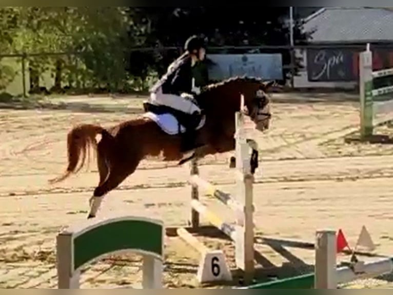 German Riding Pony Gelding 6 years 14,1 hh Chestnut-Red in Perl