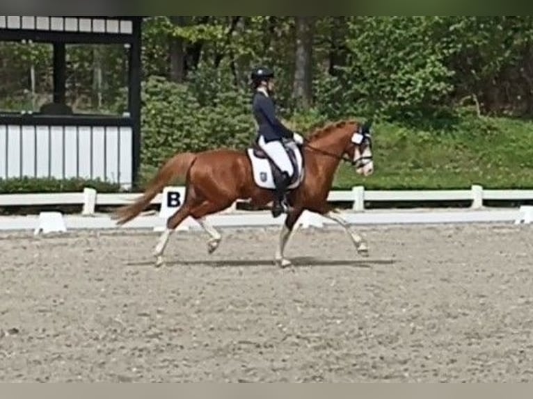 German Riding Pony Gelding 6 years 14,1 hh Chestnut-Red in Perl