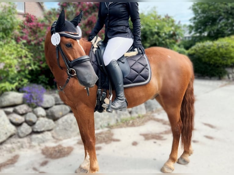 German Riding Pony Gelding 6 years 14,1 hh Chestnut-Red in Böhnhusen