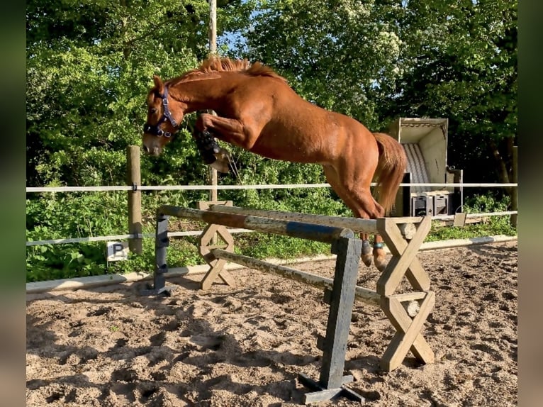 German Riding Pony Gelding 6 years 14,1 hh Chestnut-Red in Böhnhusen