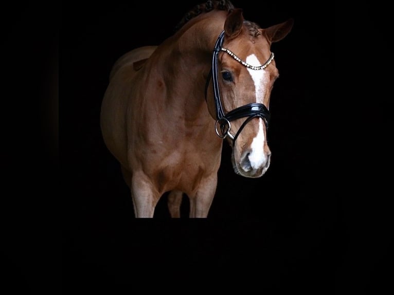 German Riding Pony Gelding 6 years 14,1 hh Chestnut-Red in Recke, bei Osnabrück