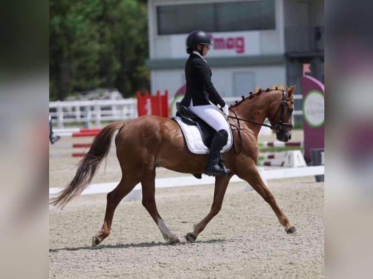 German Riding Pony Gelding 6 years 14,1 hh Chestnut-Red in Enzesfeld-Lindabrunn