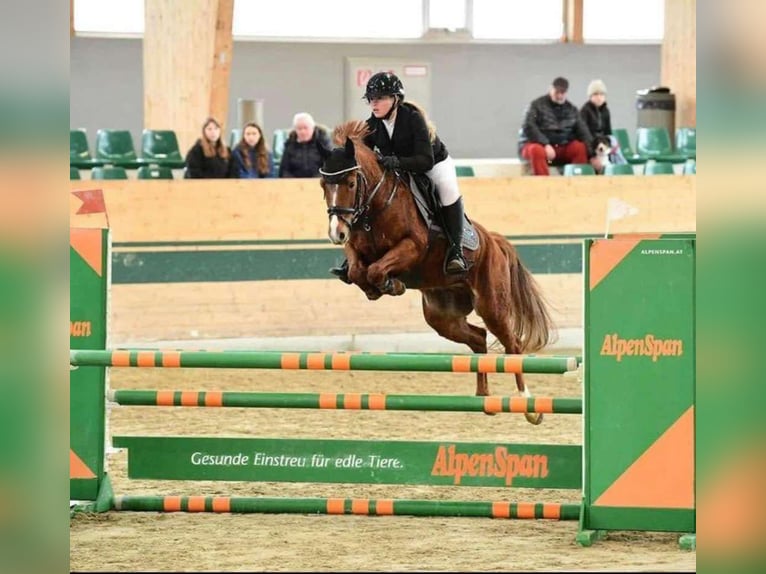 German Riding Pony Gelding 6 years 14,1 hh Chestnut-Red in Enzesfeld-Lindabrunn