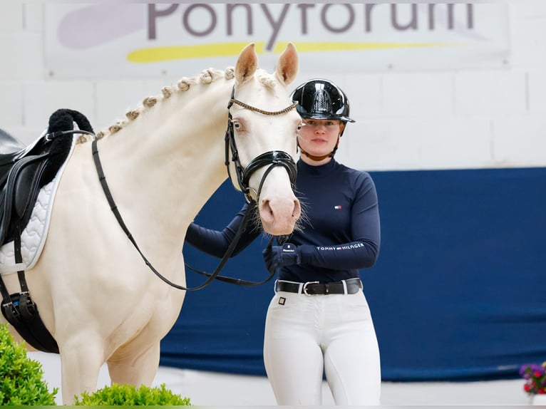 German Riding Pony Gelding 6 years 14.1 hh Cremello in Marsberg
