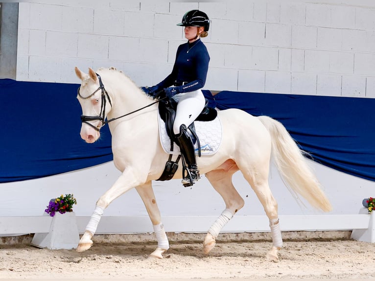 German Riding Pony Gelding 6 years 14.1 hh Cremello in Marsberg