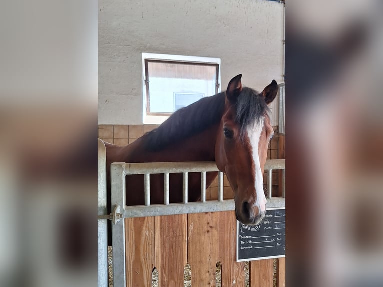 German Riding Pony Gelding 6 years 14,1 hh in Gangkofen