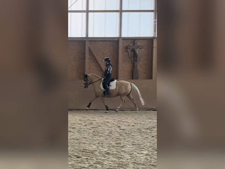 German Riding Pony Gelding 6 years 14,1 hh in Nersingen