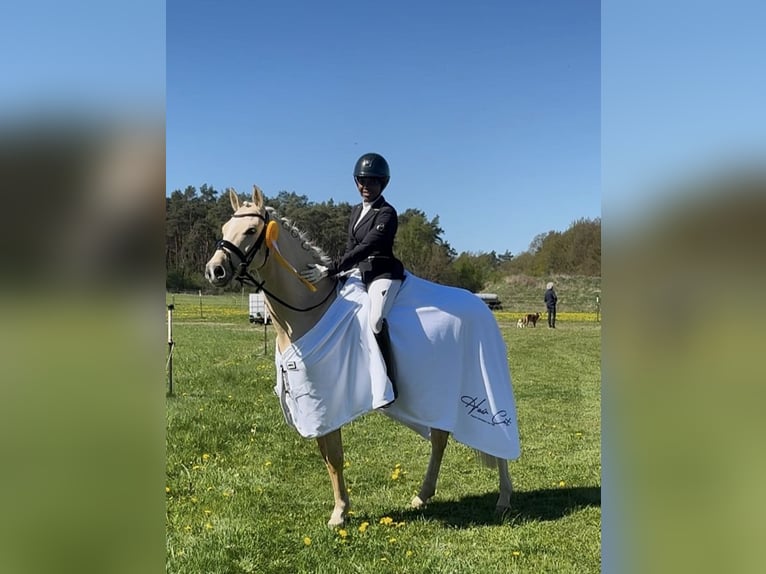 German Riding Pony Gelding 6 years 14.1 hh Palomino in Lauenburg