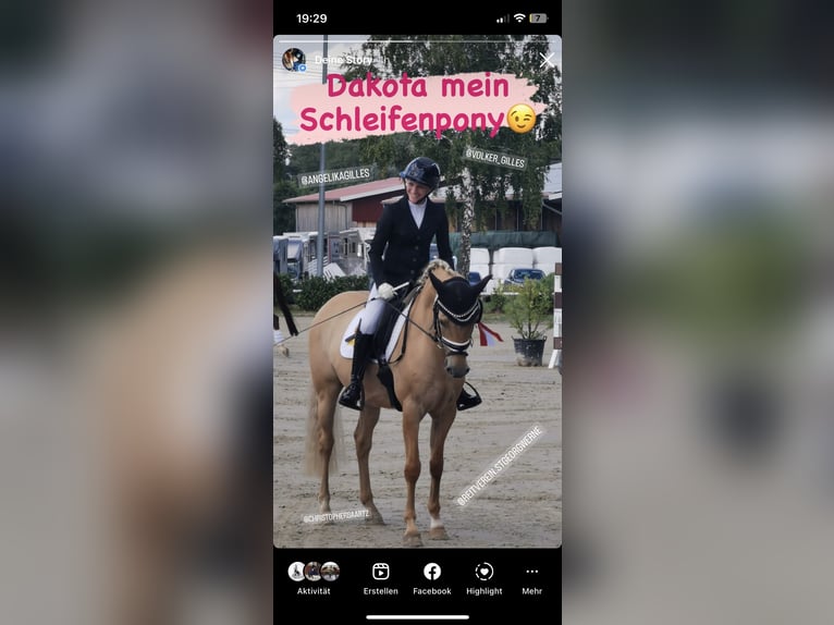 German Riding Pony Gelding 6 years 14,1 hh Palomino in Nordkirchen