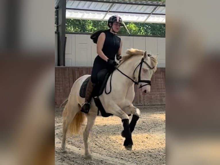 German Riding Pony Gelding 6 years 14.1 hh Perlino in Delbrück