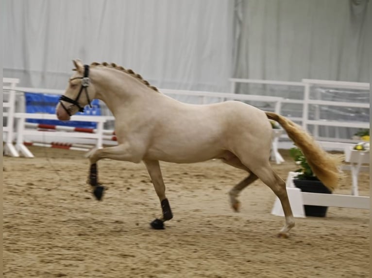 German Riding Pony Gelding 6 years 14.1 hh Perlino in Delbrück