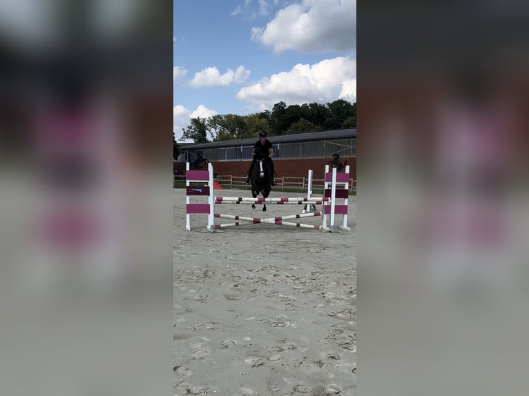 German Riding Pony Gelding 6 years 14,1 hh Smoky-Black in Nottuln