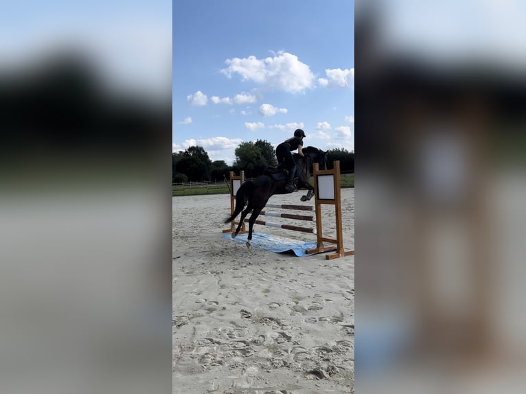 German Riding Pony Gelding 6 years 14,1 hh Smoky-Black in Nottuln