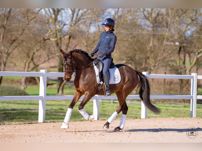 German Riding Pony Gelding 6 years 14.2 hh Bay-Dark in Beaulieu