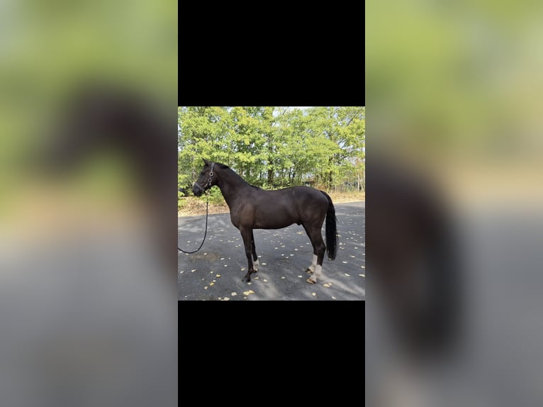 German Riding Pony Gelding 6 years 14.2 hh Bay-Dark in Dortmund