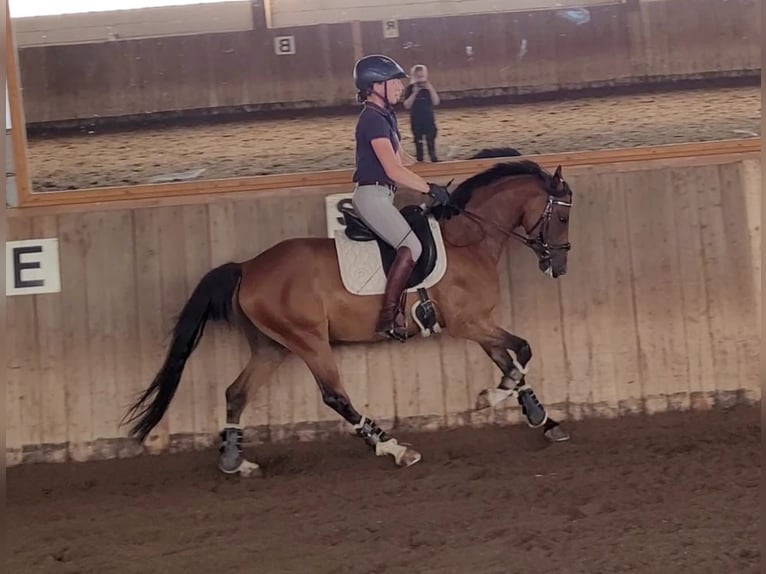 German Riding Pony Gelding 6 years 14,2 hh Brown in Sarstedt