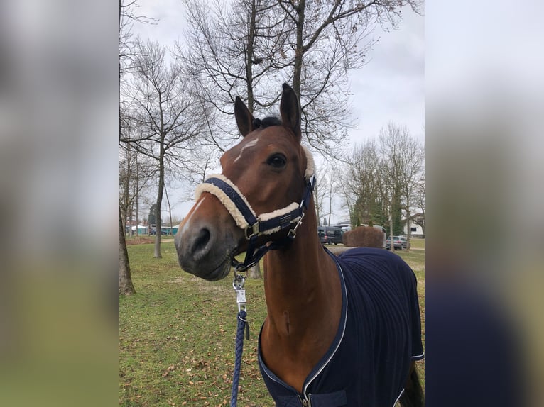 German Riding Pony Gelding 6 years 14,2 hh Brown in Schlierbach