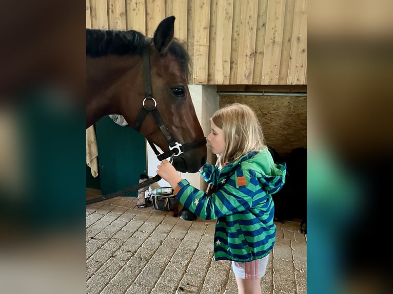 German Riding Pony Gelding 6 years 14,2 hh Brown in Schlierbach