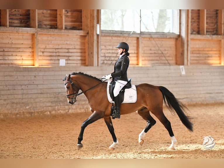 German Riding Pony Gelding 6 years 14,2 hh Brown in Schlierbach