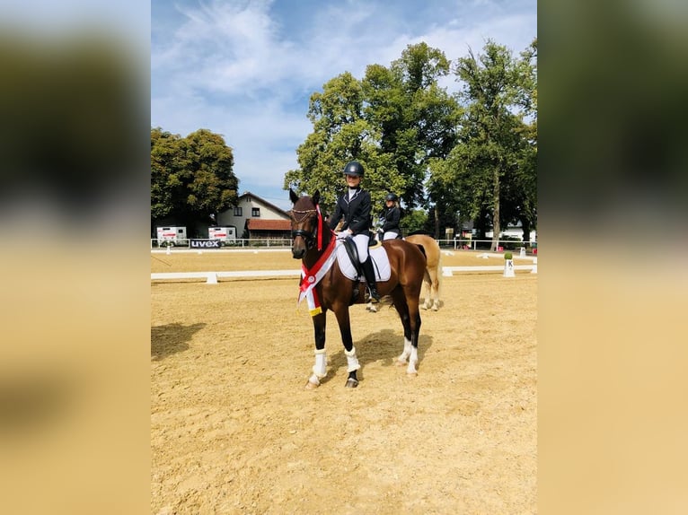 German Riding Pony Gelding 6 years 14,2 hh Brown in Schlierbach